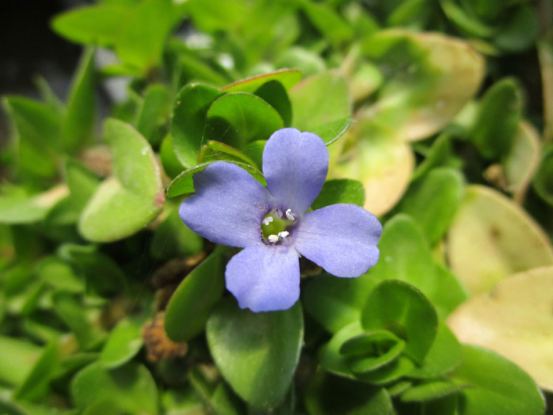 Bacopa caroliniana - Fettblatt